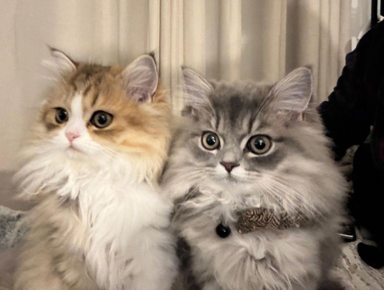 Persian Kittens (Pair)