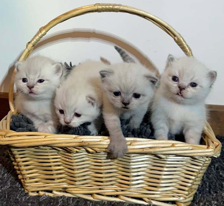 Pure Pedigree BSH Kittens for Sale
