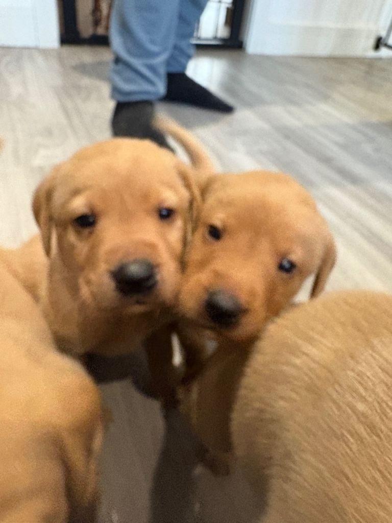 Labrador Puppies 