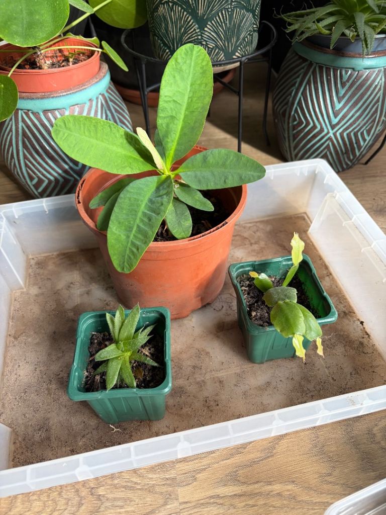 Indoor plants 