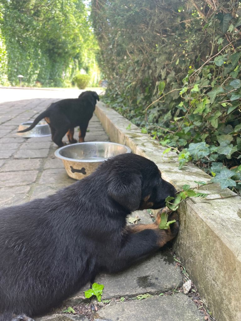 Doberman German shepherd crossbreed puppies