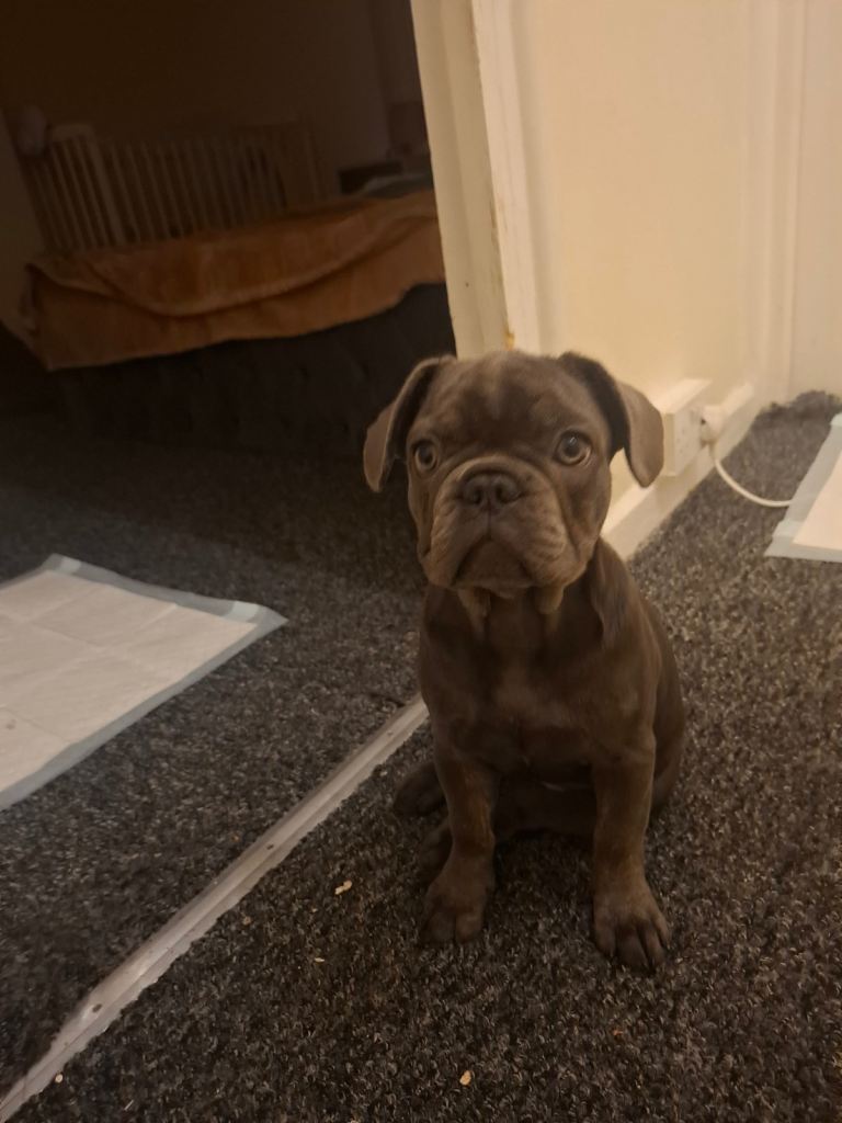 Adorable French Bulldog Girl 