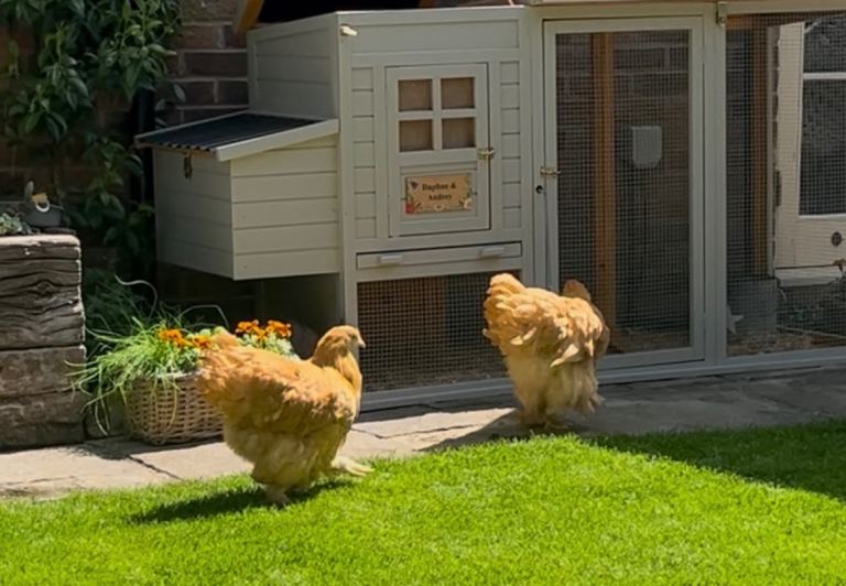 Cochin hens x 2