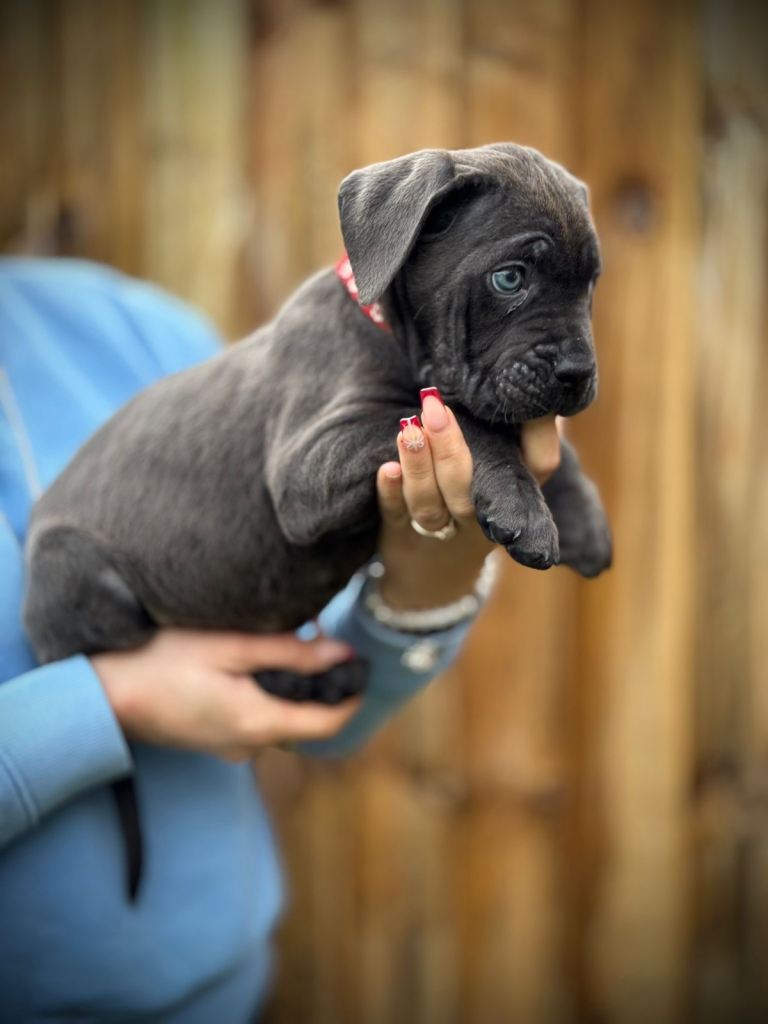 🐾Balestra Magica Corso 🐾