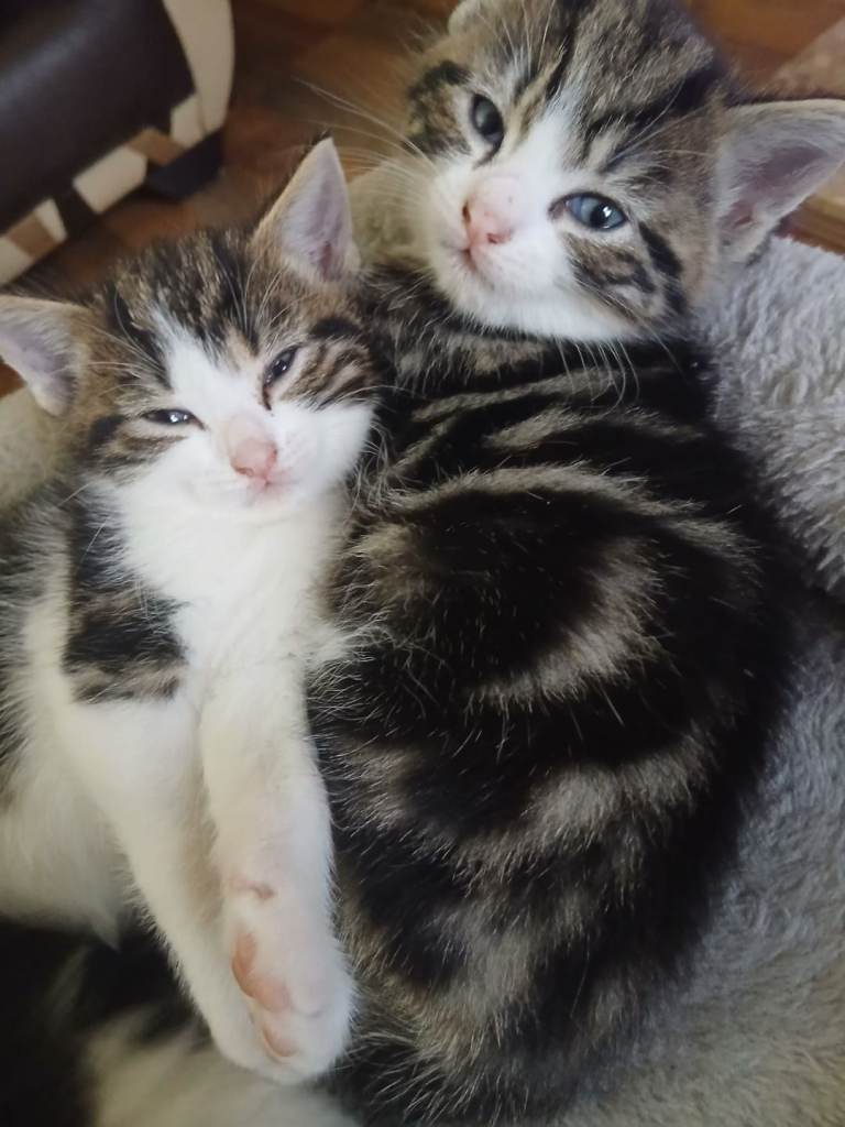 Mixed breed kittens