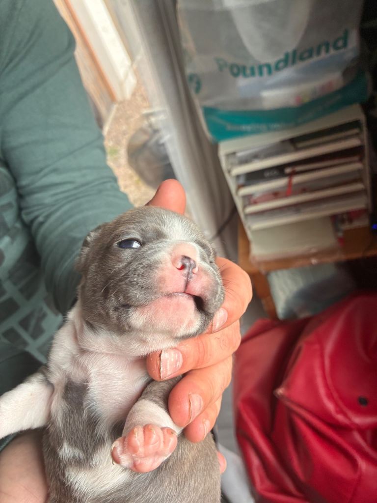 Frenchie/Pug puppies 