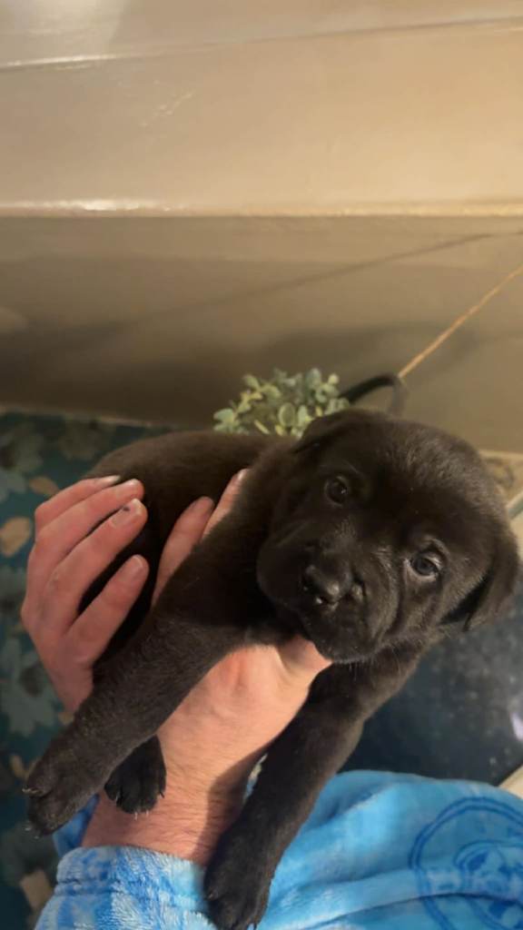 Chunky rottpeis for sale 