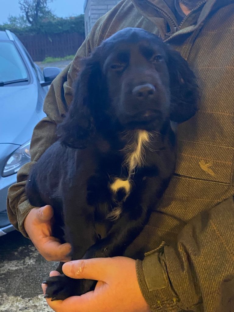 Cocker pup