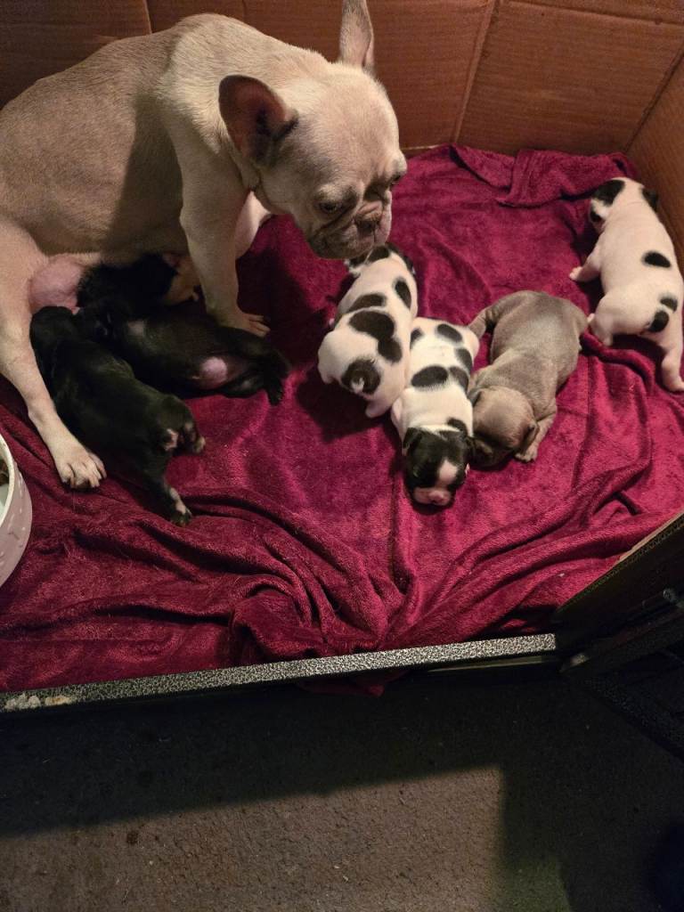 French bulldog pups for sale 