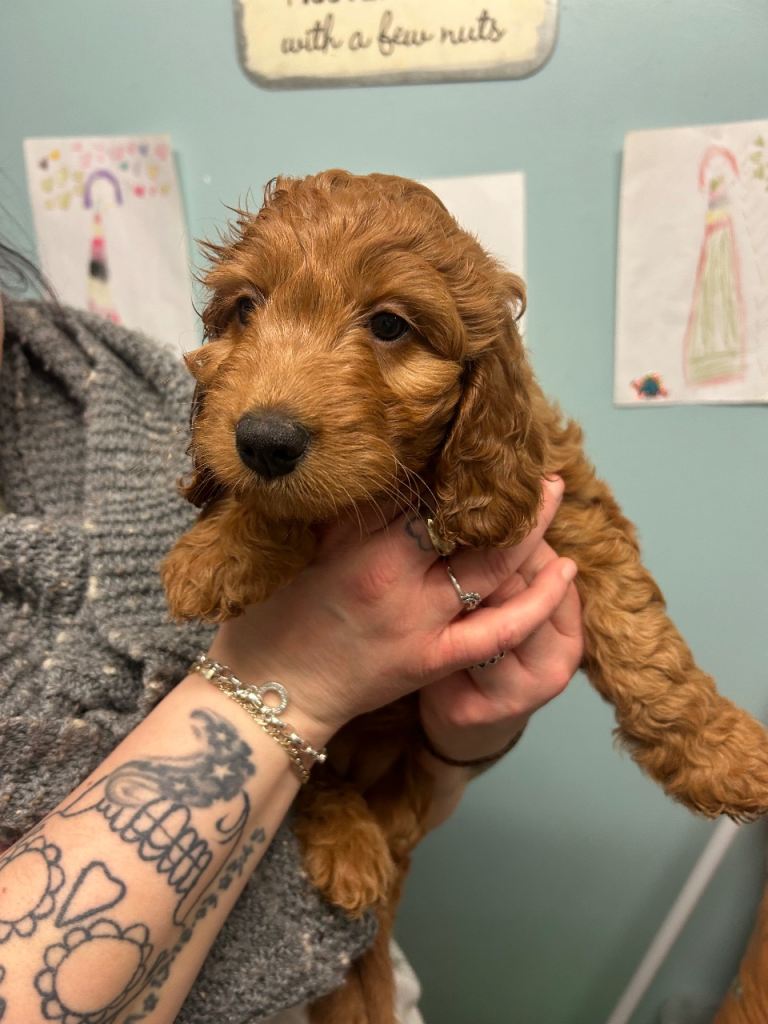 REDUCED PRICE- F1 Miniture Labradoodles