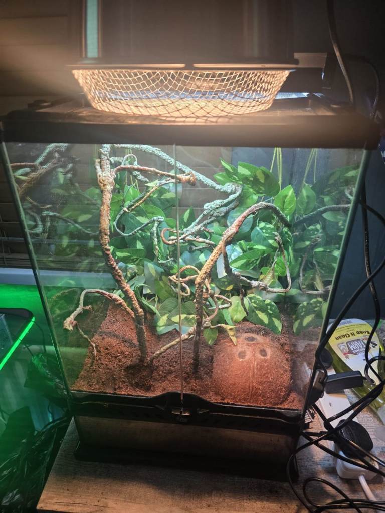 Crested gecko tank and with everything u see