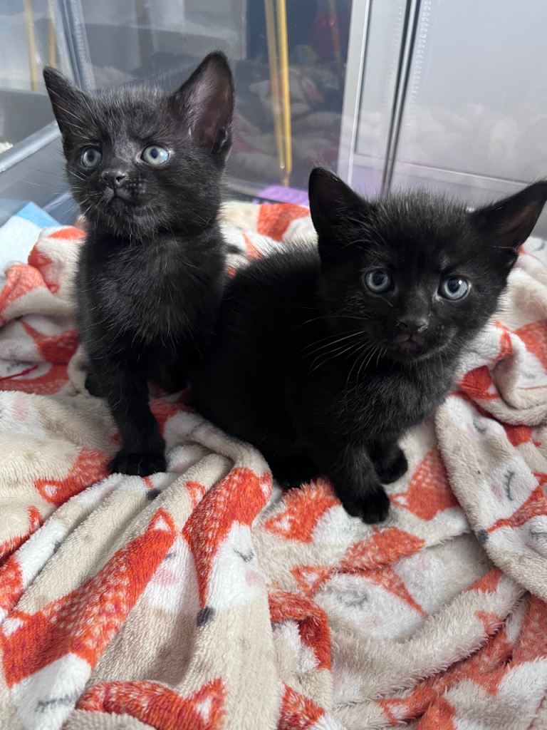 3 cute Black Kittens for sale ready 24th June!