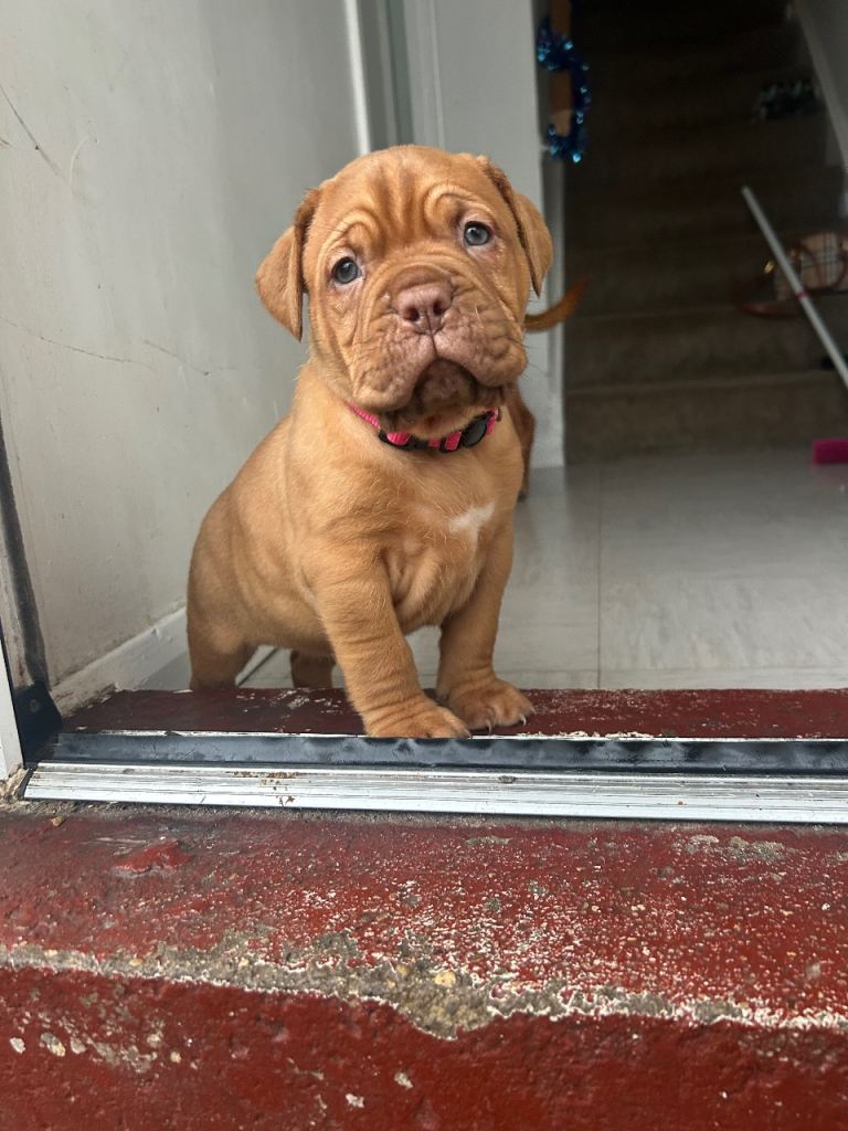 2 bitches left !!FULL KC PEDIGREE DOGUE DE BORDEAUX💗💙 