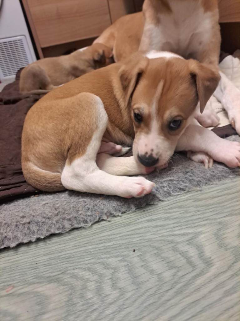 Lurcher pup 1 male pick of the litter