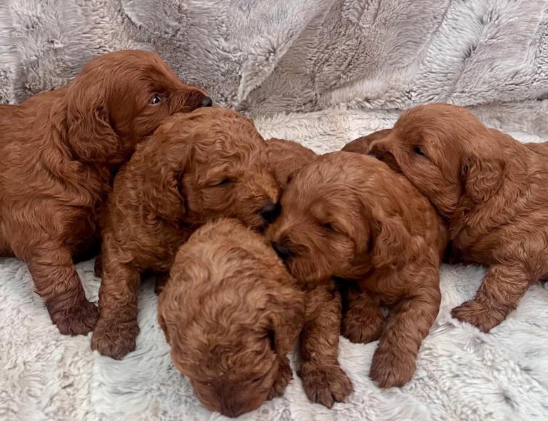 F2bcockapoo pups 