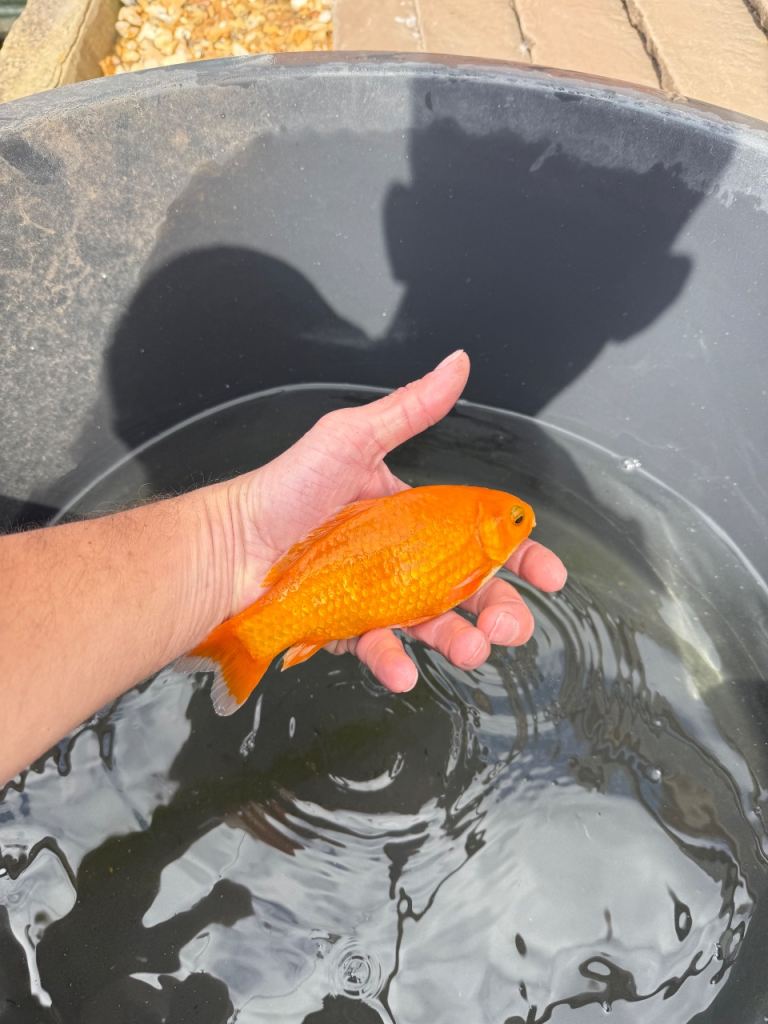 Pond clearance
