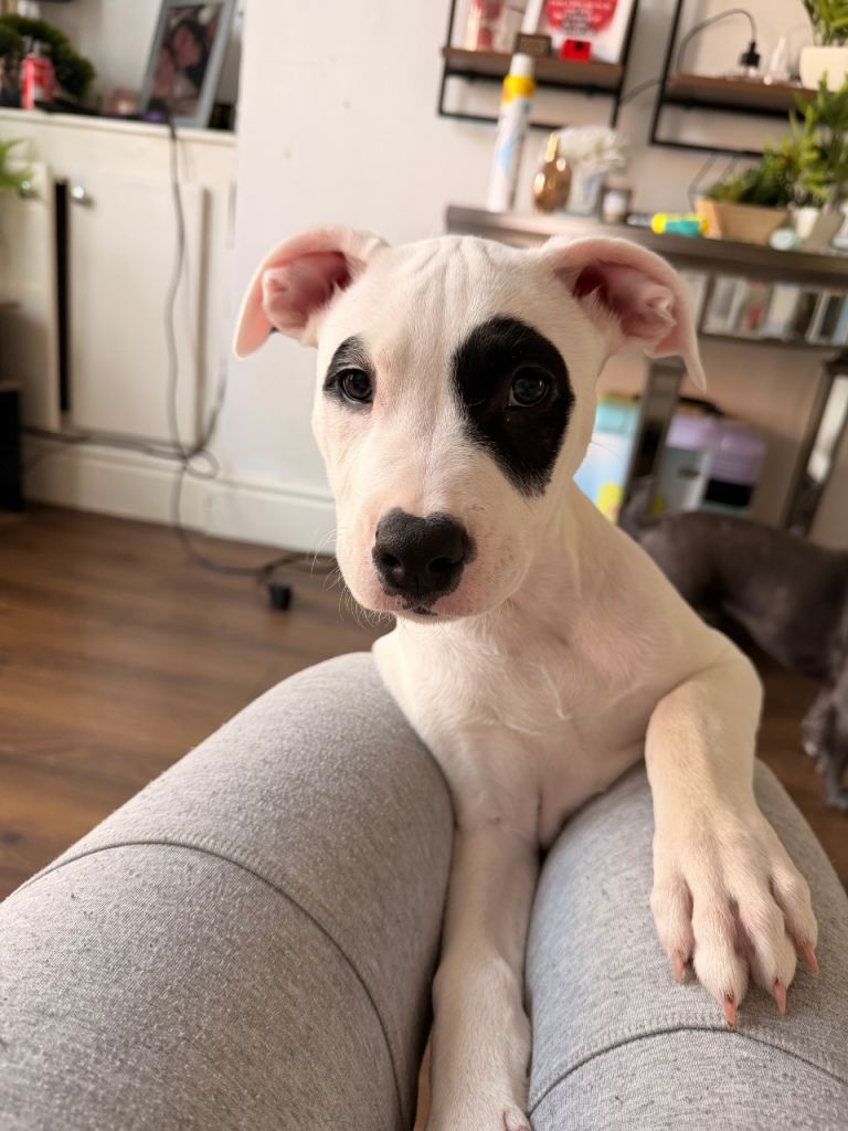 American Bulldog x Lurcher 