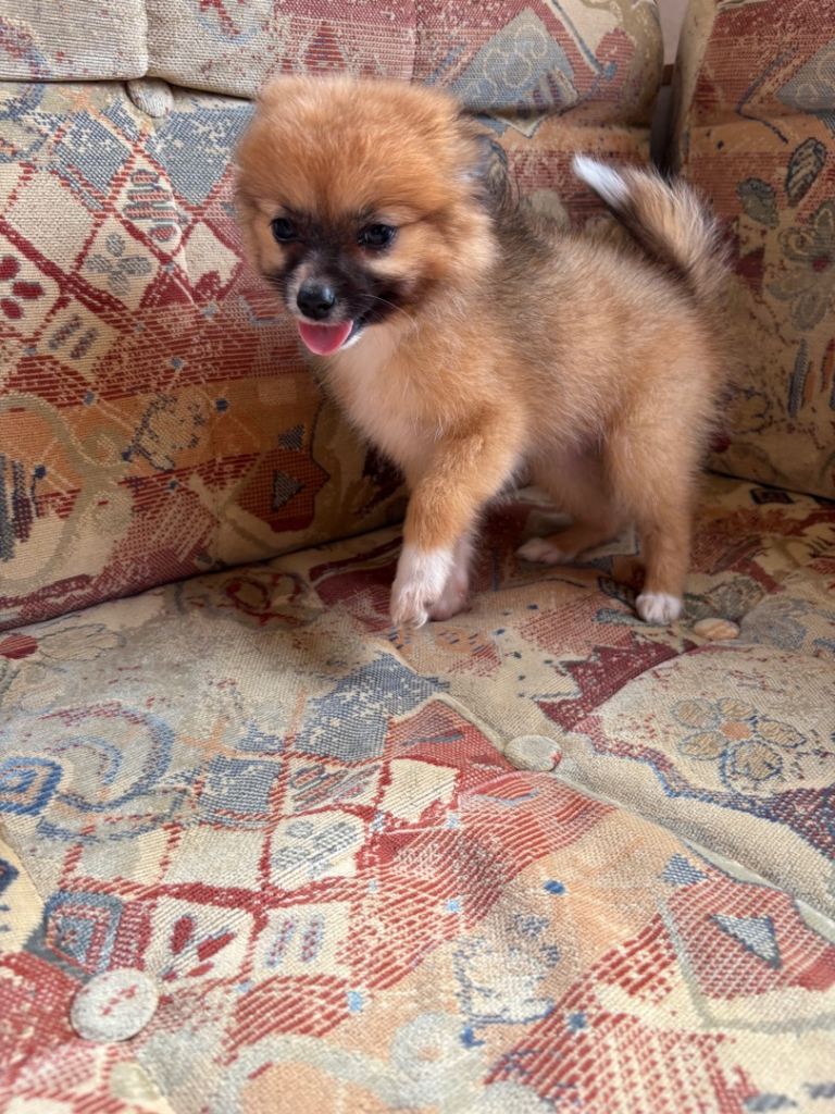 Beautiful Pomeranian puppy