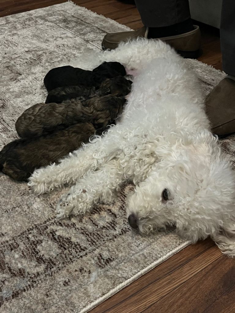 Poochon puppies