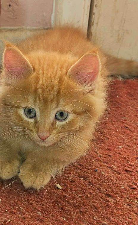 Ginger/white kitten