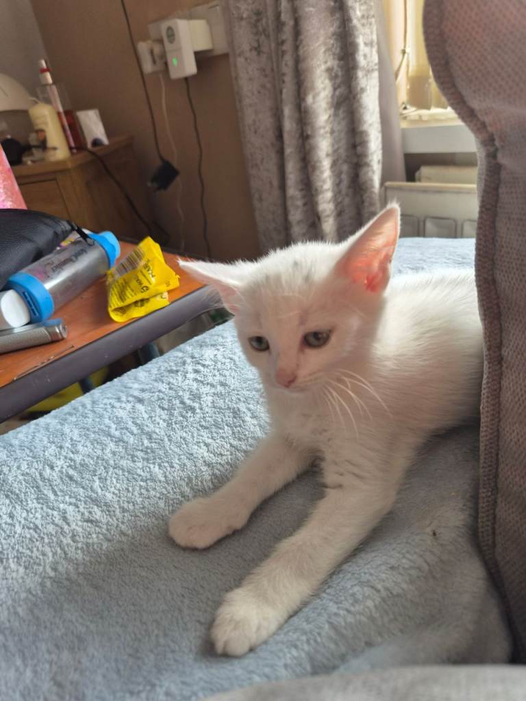 2 female white kittens