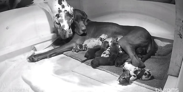 12x healthy Great Dane puppies 
