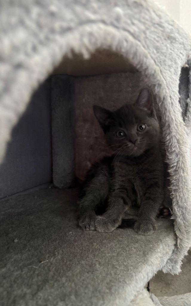 Kitten