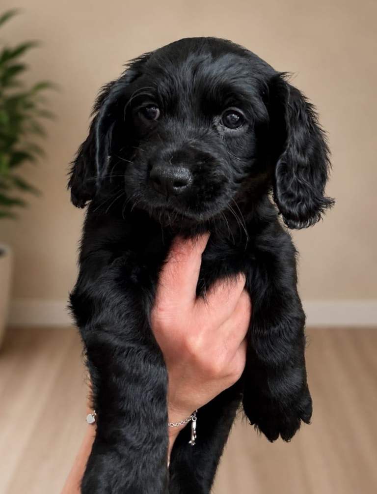 Cockapoo F1B ONLY 3 LEFT