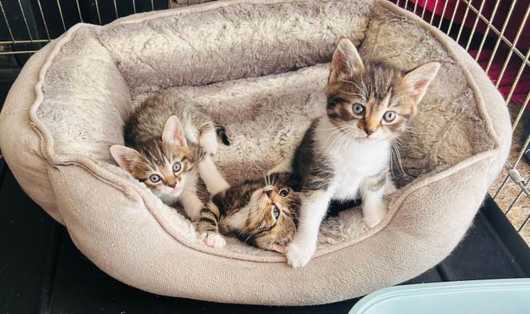 3 beautiful kittens for sale