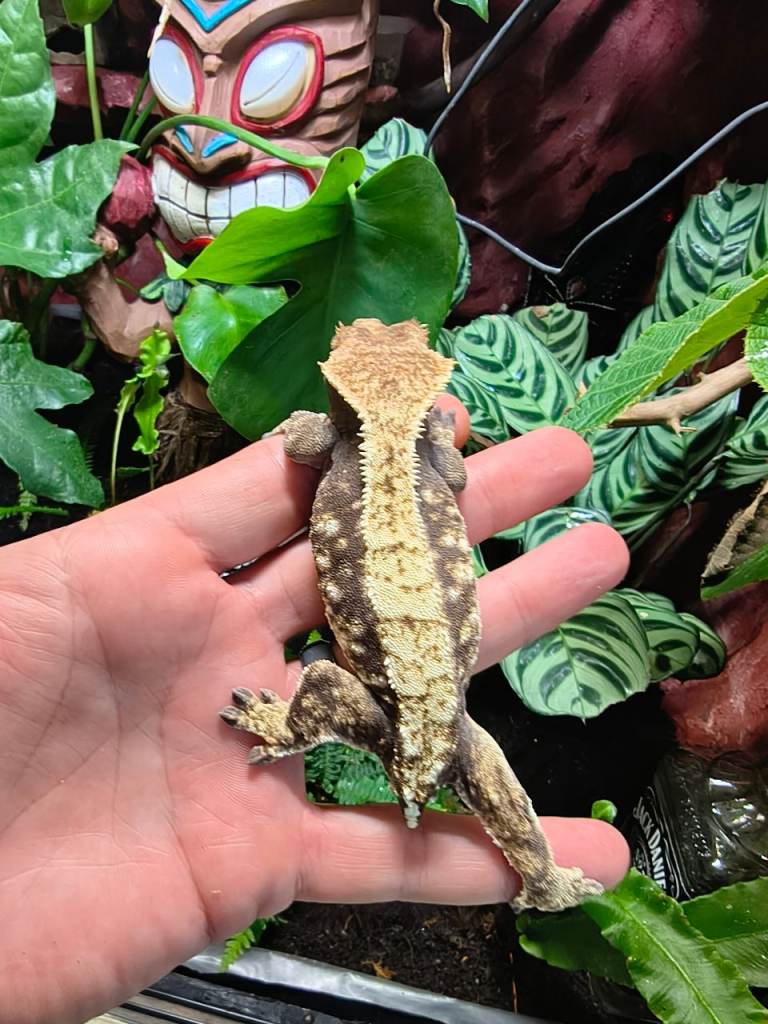 Crested gecko 
