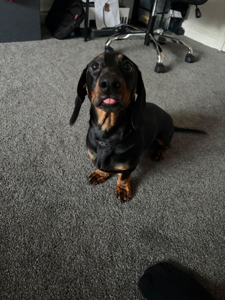 Male  dachshund 