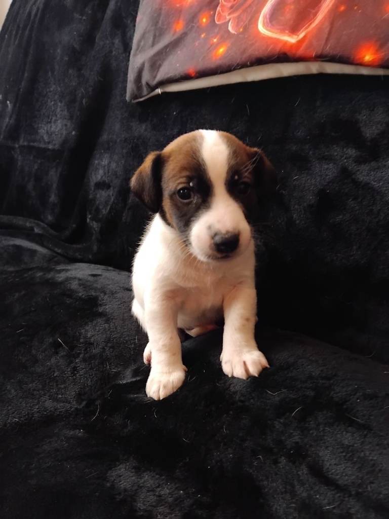 Jack Russell puppies 