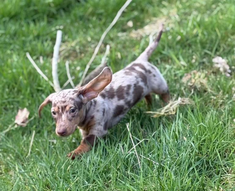 Adorable mini Dachshund puppies 