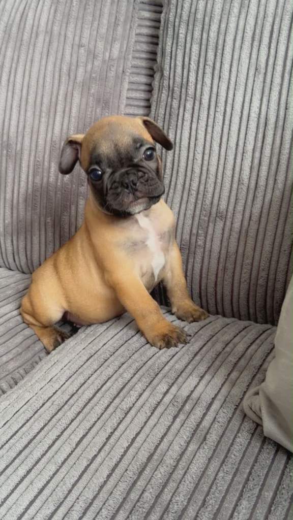 French bulldog 