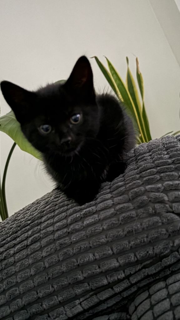 Kittens for sale 
