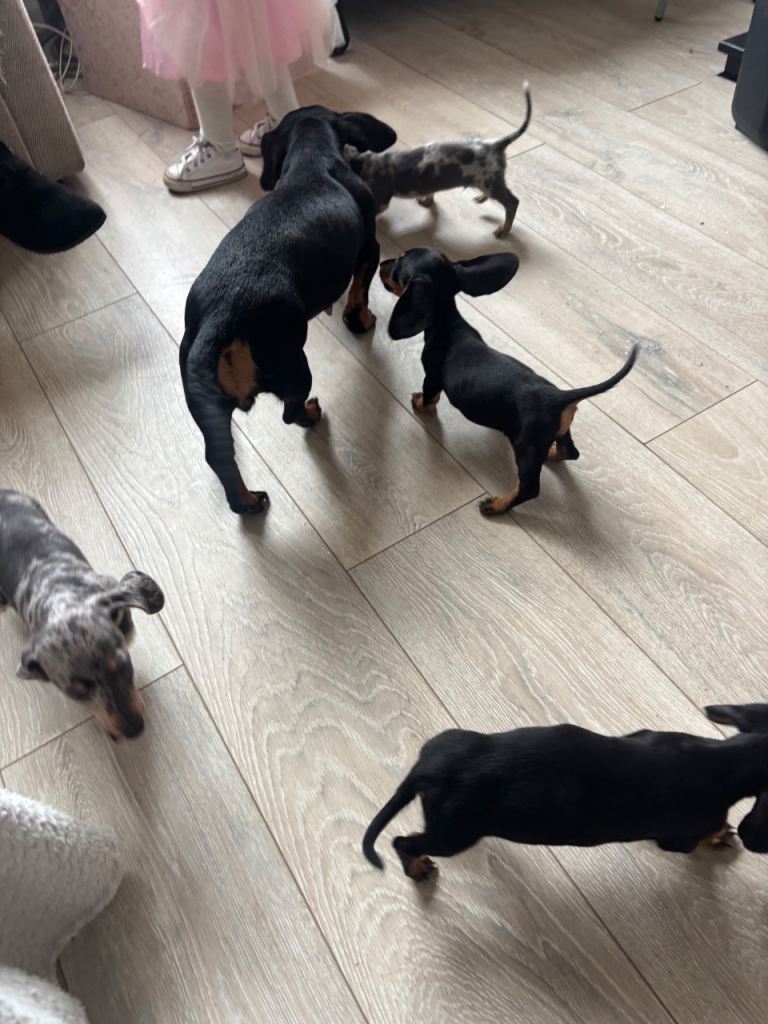 Miniature dachshunds