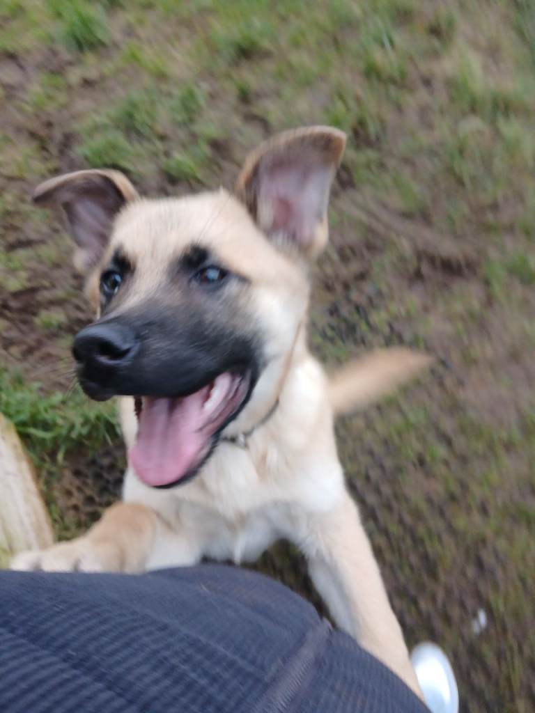 image for German shepard x pup 12 weeks 