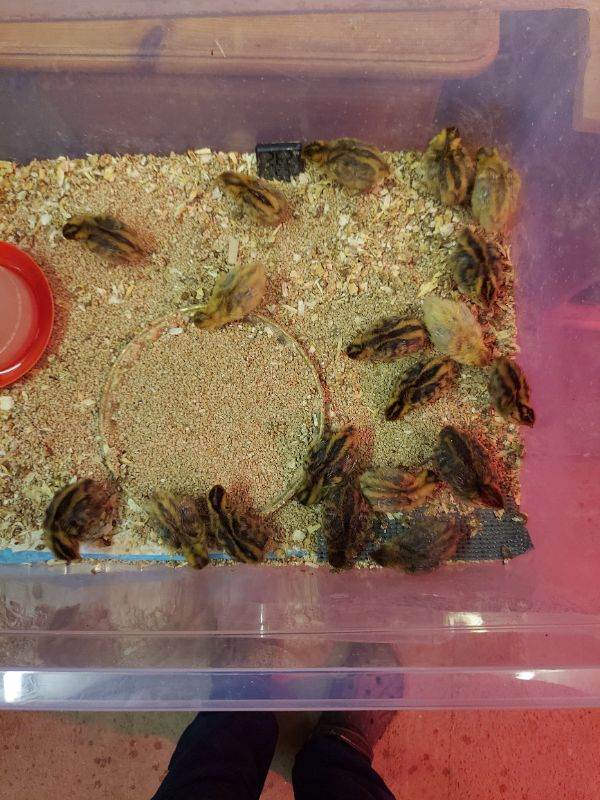 Jumbo quails and Button quails 