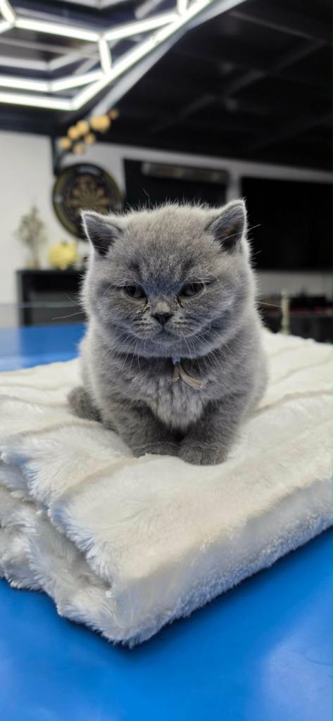 Gorgeous GCCF Registered British Shorthair Kitten – Ready Soon 