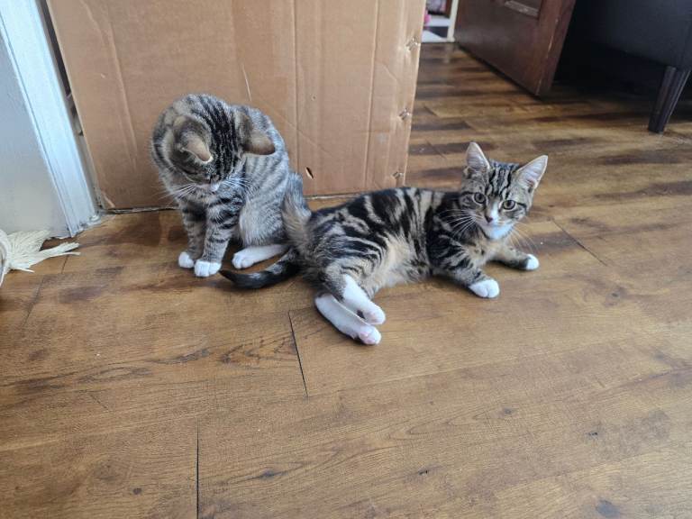 Tabby Kittens
