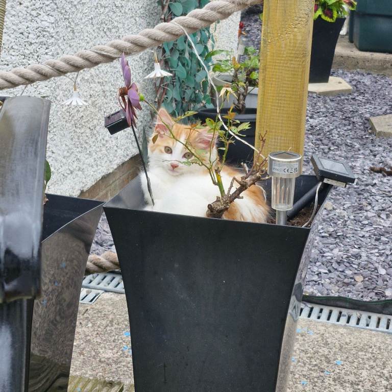 Male Kitten