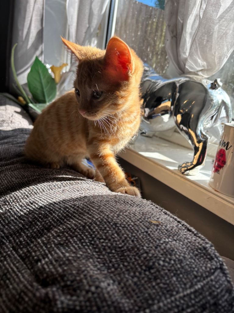 Ginger female 