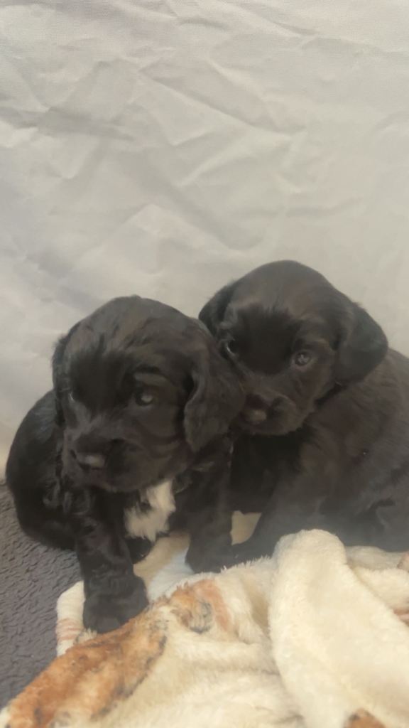 Gorgeous Cockapoo f2 puppies 