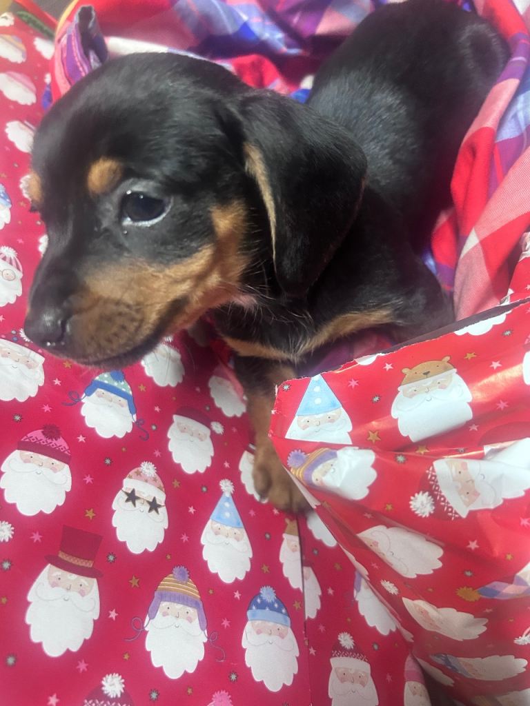 Dachshund x Jack Russell puppies 