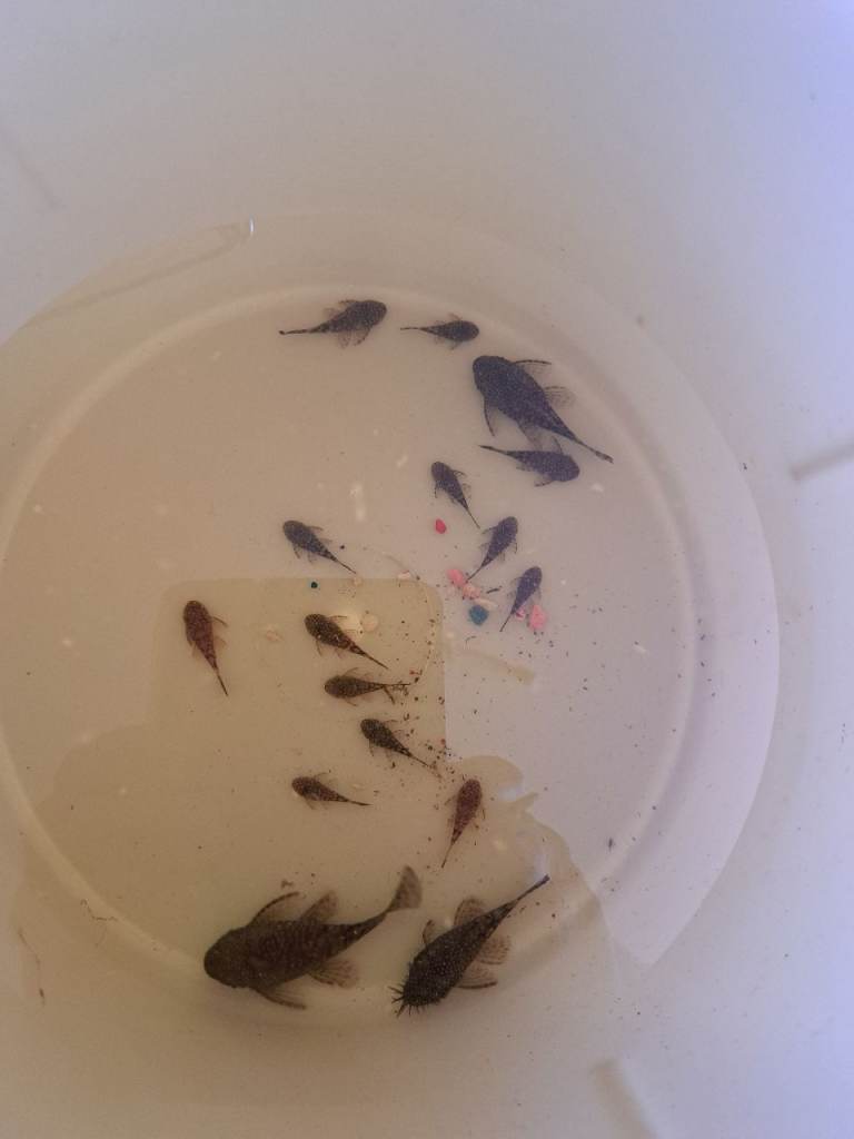 Pleco fish 