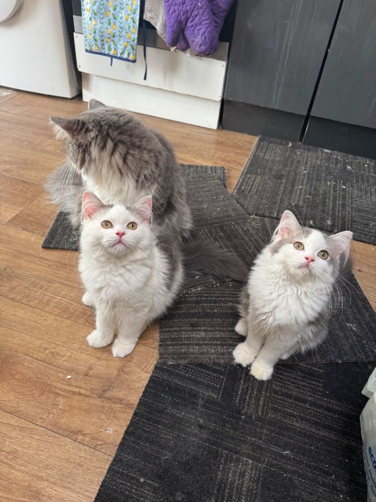 Persian and Ragdoll mixed kittens 