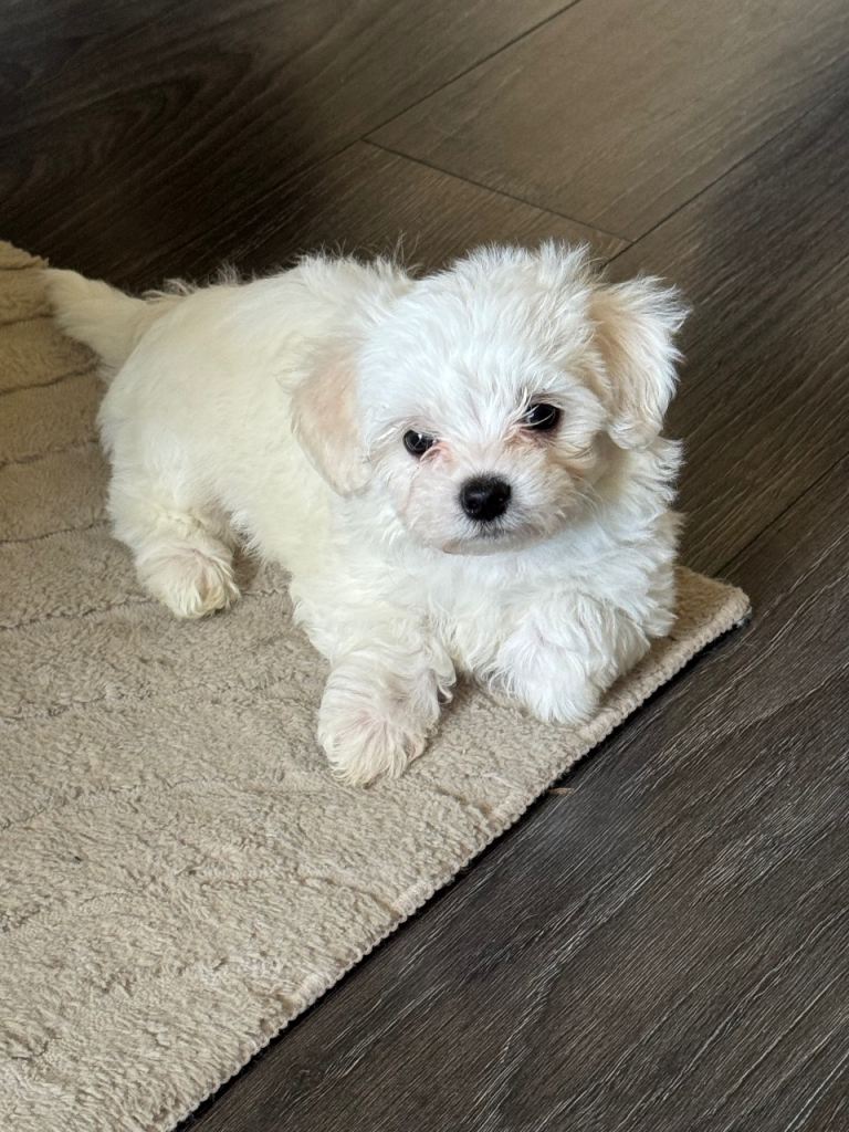 Pure breed Maltese puppies Ready to leave *DELIVERY AVAILABLE*