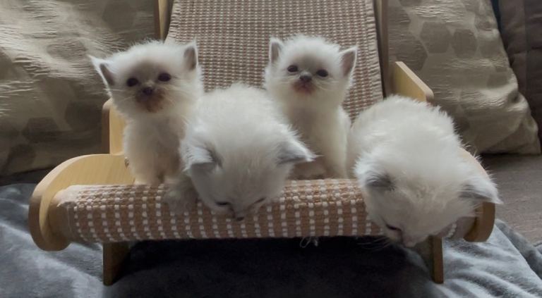 Blue point ragdoll kittens 