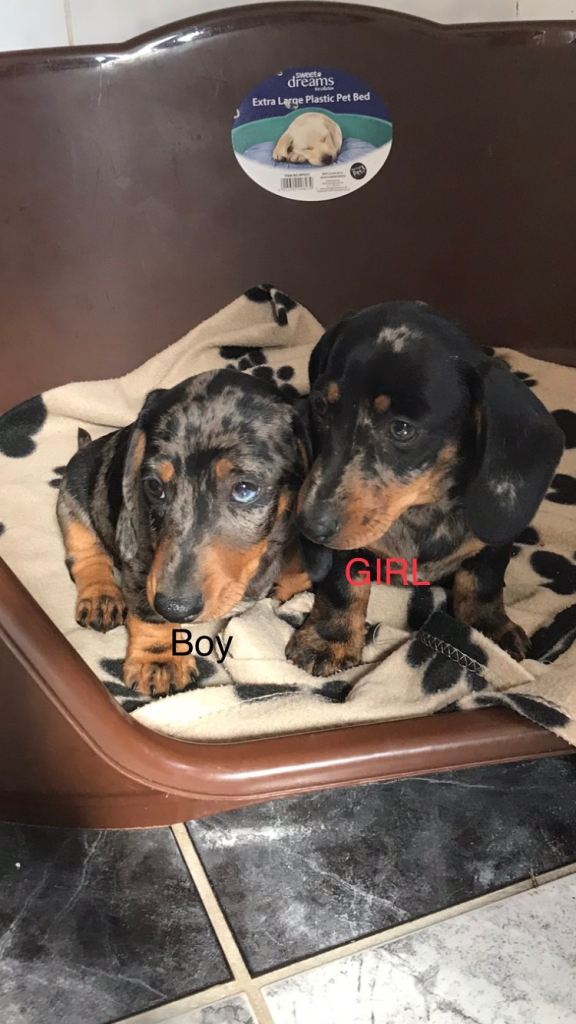 Dachshund Puppies (miniature)