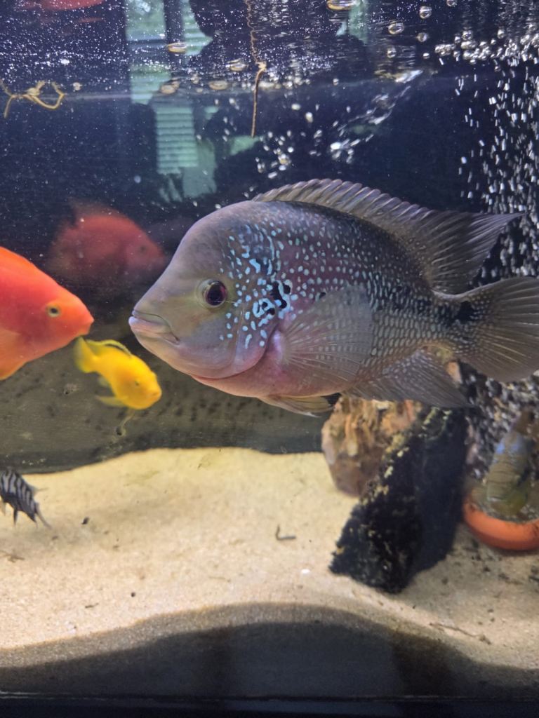 Fish tank & fish